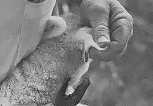 When tagging a lamb, hang the label so that the ear has room to grow.